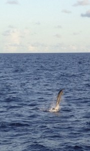 IMG_4579